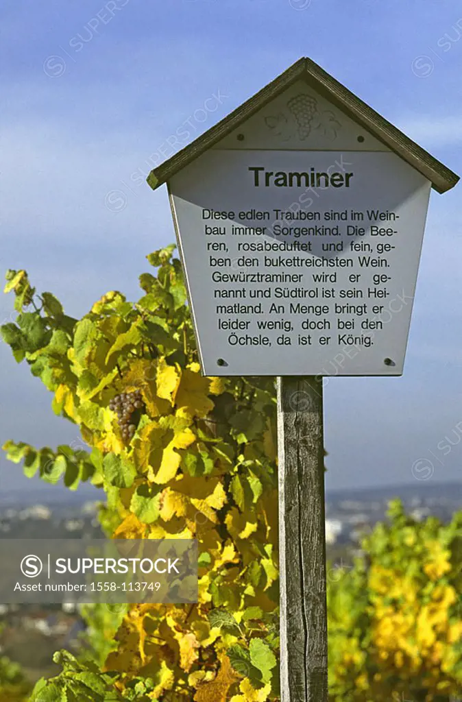 Vineyard, rain, sign, Rebsorte ´Traminer´, autumn, wine-growing-area, wine-growing, cultivation, wine, grapevines, grapes, grapes, fruits, fruit, usef...