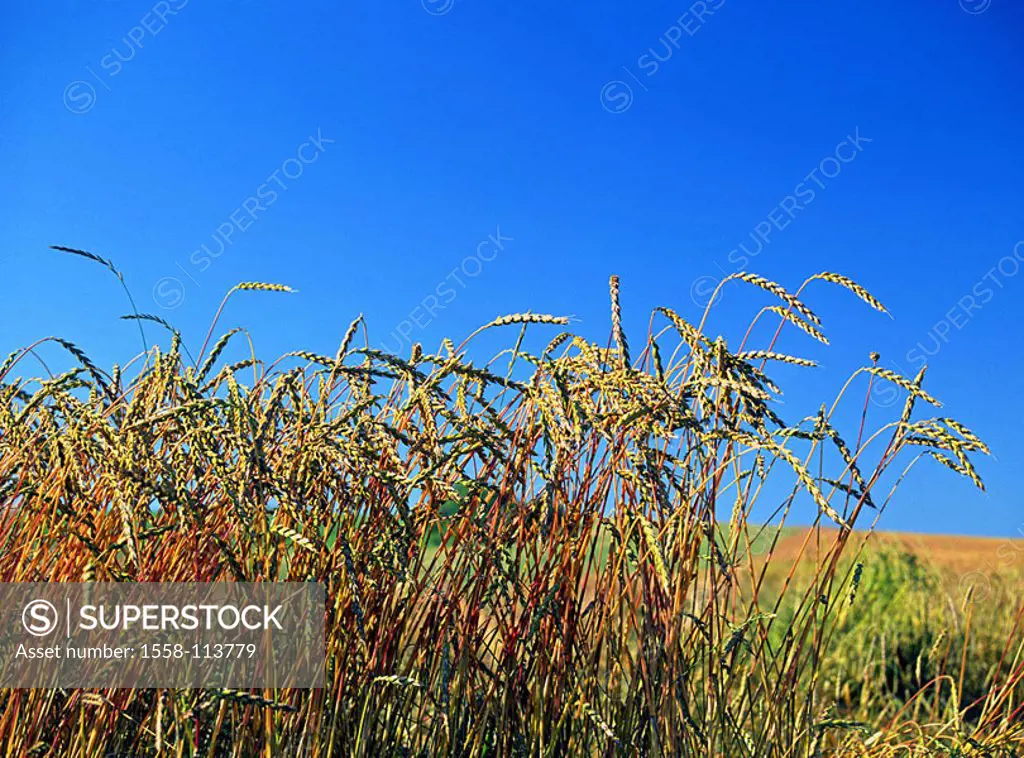 Grain-field, Dinkel, detail, heads, grain-field, cultivation, grains, Dinkelanbau, Triticum spelta, grain-heads, grain-cultivation, useful plants, pla...