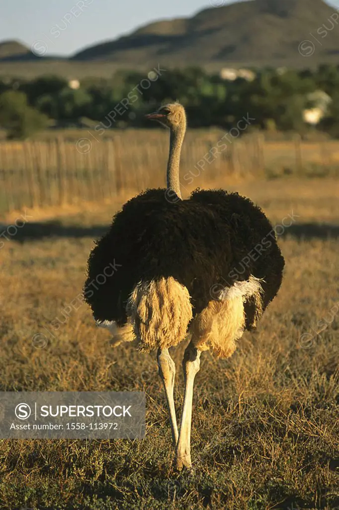 South Africa, province west-cape Oudtshoorn ostrich-farm ostrich-cock back-opinion, Africa, cape-province, economy, livestock-economy, farm, cattle-ra...