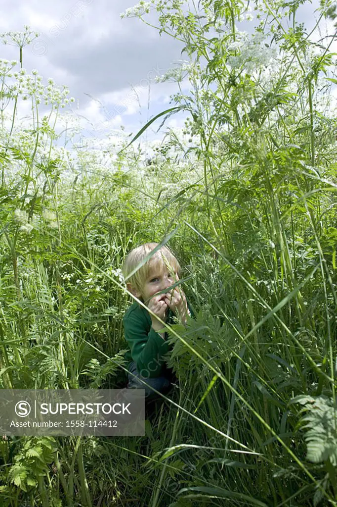Give birth, flower-meadow, hides, game, fun, summers, outside child, blond, 3-6 years, series, childhood, freely, green, flowers play game-flowers, Do...