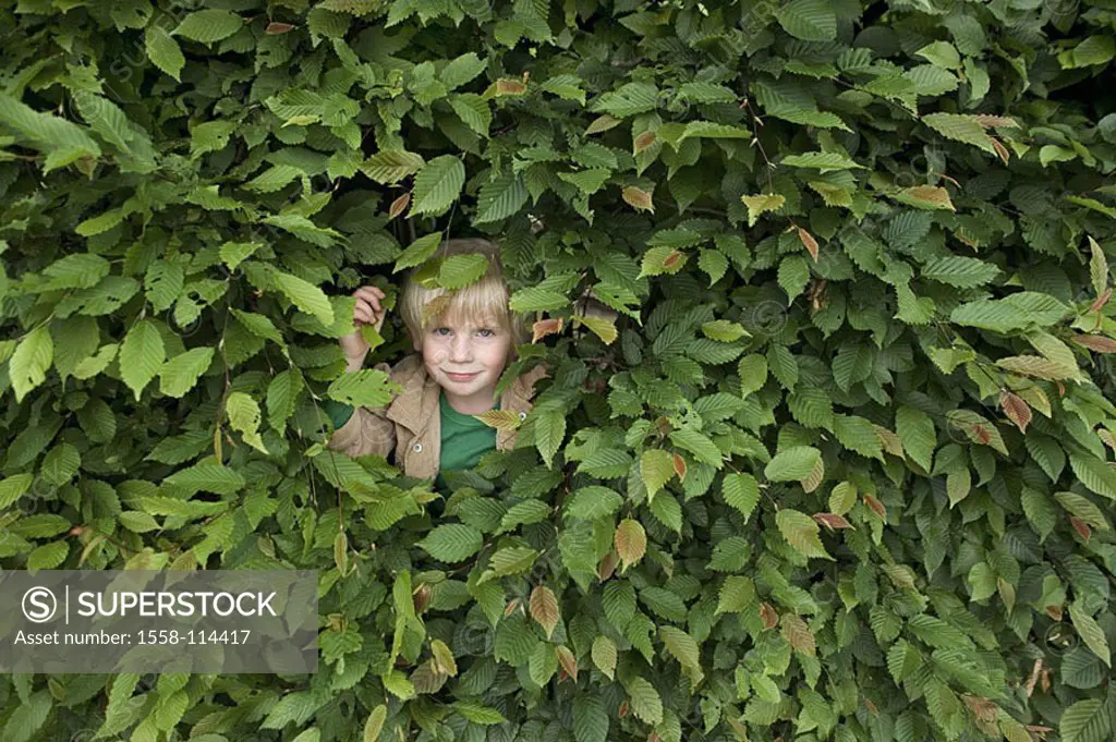 Give birth, hedges, leaves, view child, blond, 3-6 years, archly, hiding place, fun, devilment, hides, sees, looks, observes, series, childhood, summe...
