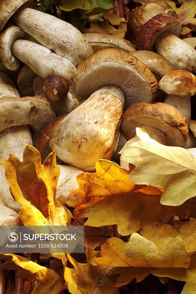 Fungus-search, basket, detail, fall foliage, stone-fungi, collected, autumn, leaves, oak-foliage, foliage, autumn-coloring, fungi, fungi, forest-fungi...