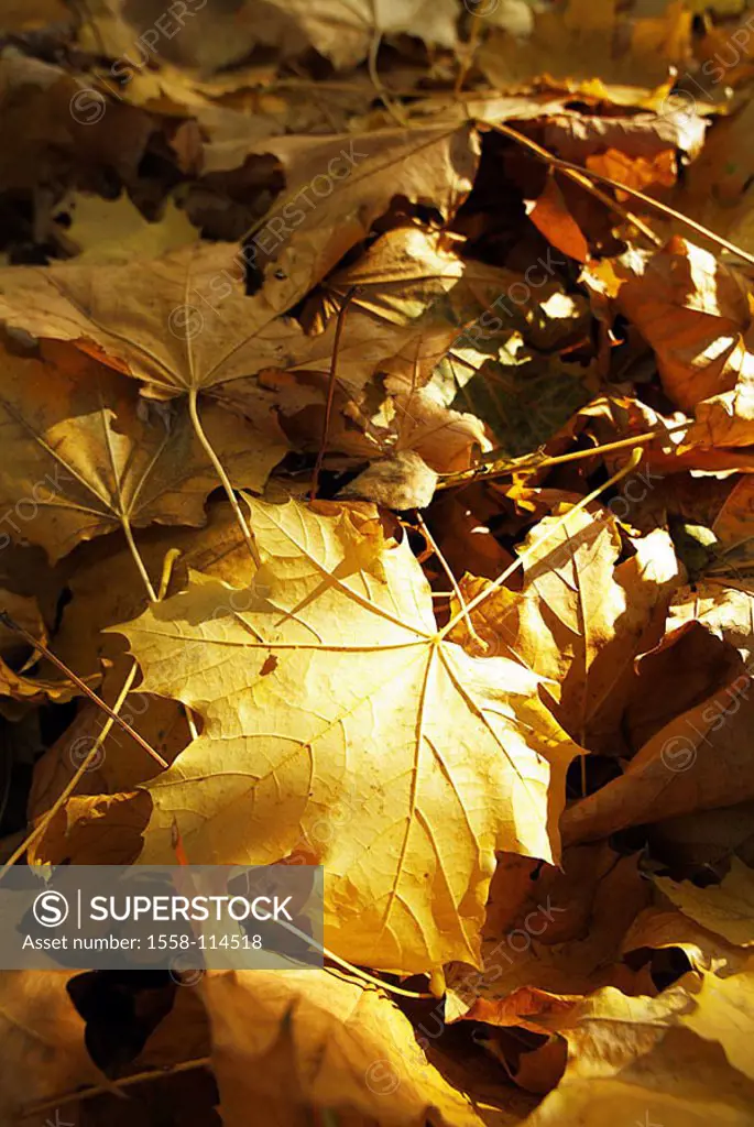 Fall foliage, maple-leaves, light, shadows, nature, leaves, multiplicity, maple-foliage, maple, foliage, wilted, yellow, fallen lies, in confusion, sc...