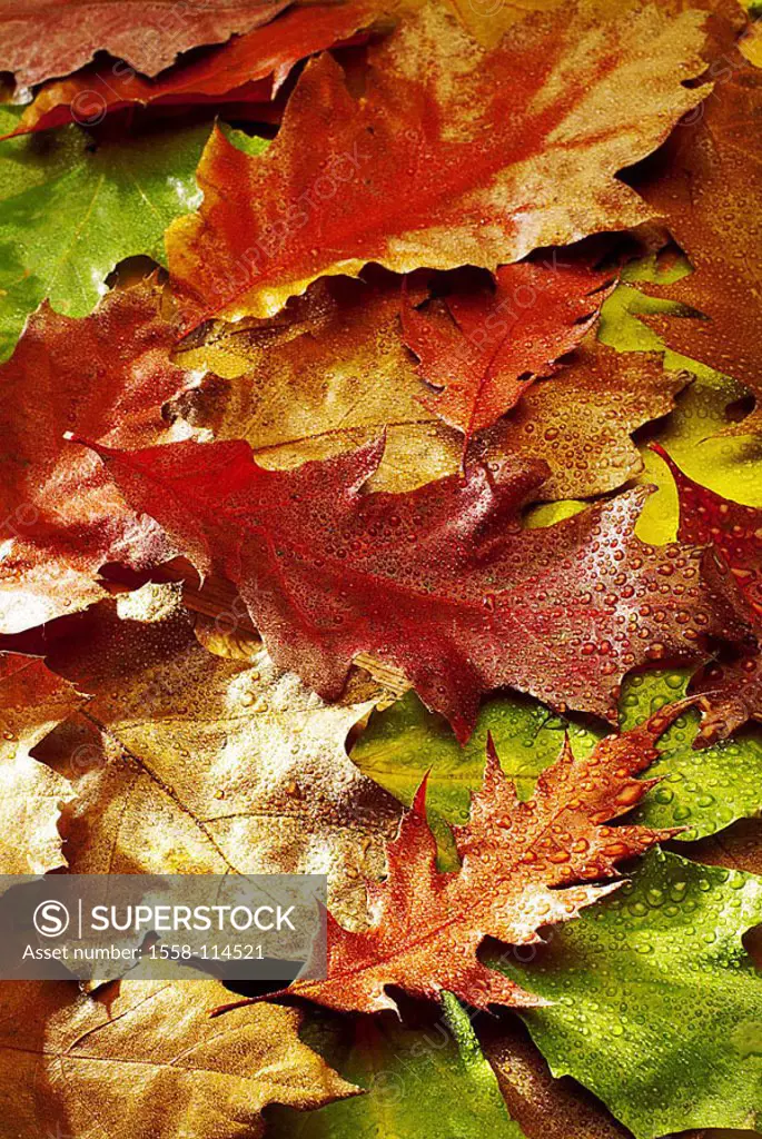 Fall foliage, oak-leaves, colorful, wet, color-game, detail, water-drops, leaves, multiplicity, oak-foliage, foliage, fallen, wilted, one on the other...