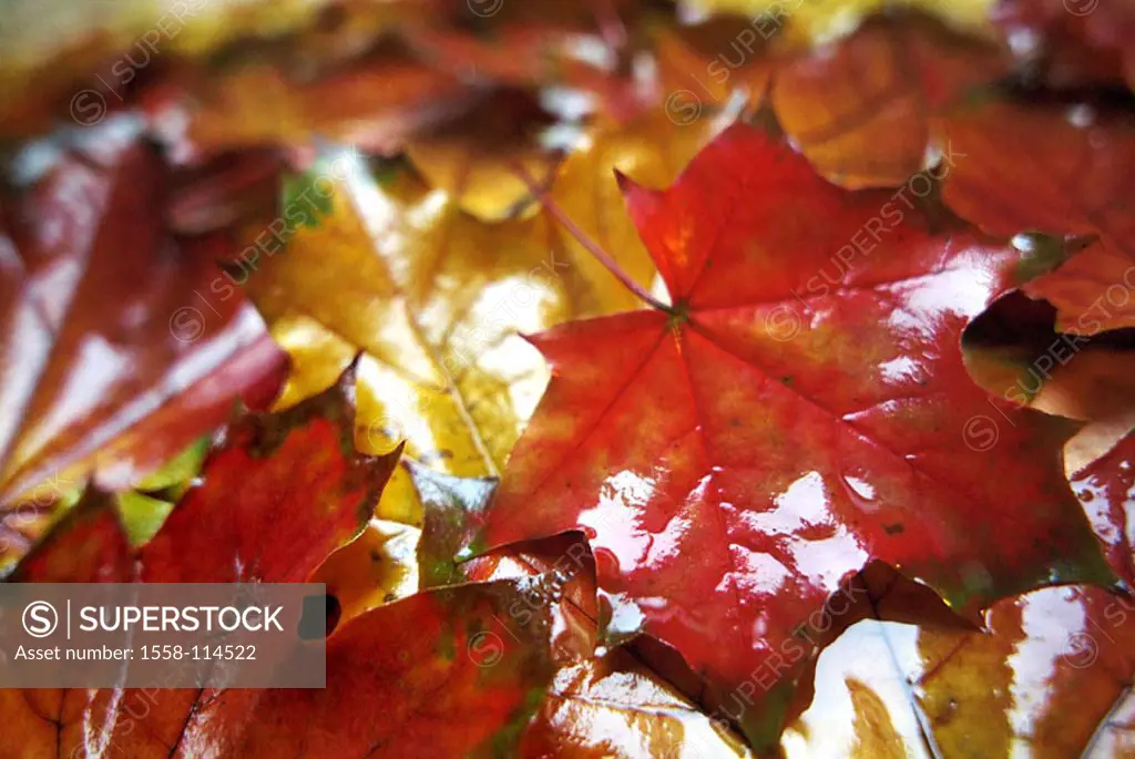 Fall foliage, maple-leaves, colorful, wet, brilliantly, color-game, close-up, leaves, multiplicity, maple-foliage, maple, foliage, fallen, wilted, one...