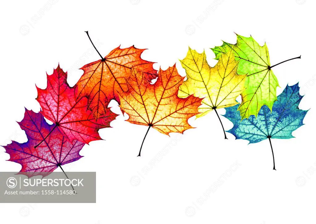 Fall foliage, maple-leaves, colorfully, scatters, M, leaves, maple, foliage, fallen, colorfully, colors, different, in confusion, color-splendor, colo...