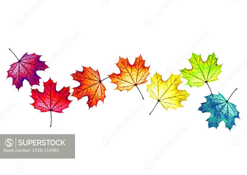 Fall foliage, maple-leaves, colorfully, scatters, M, leaves, maple, foliage, fallen, extended, colorfully, colors, differently, side by side, color-sp...
