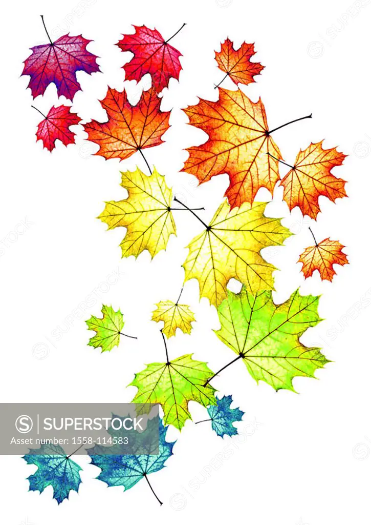 Fall foliage, maple-leaves, colorfully, scatters, M, leaves, maple, foliage, fallen, extended, big, small, size-difference, colorfully, colors, differ...
