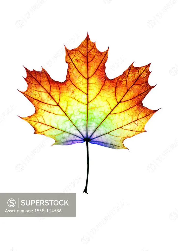 Fall foliage, maple-leaf, colorfully, color-gradation, M, leaves, maple, foliage, fallen, colorfully, gradation, colors, different, color-variety, col...