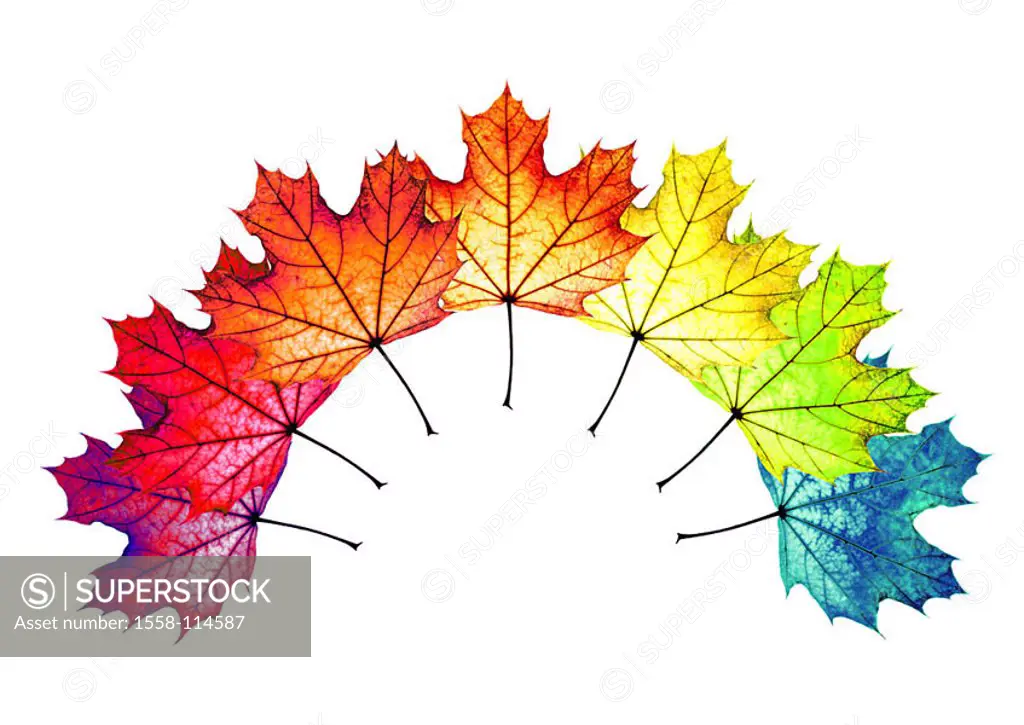 Fall foliage, maple-leaves, colorfully, aufgefächert, bow, M, leaves, maple, foliage, fallen, colorfully, color-splendor, autumnal, colors, different,...