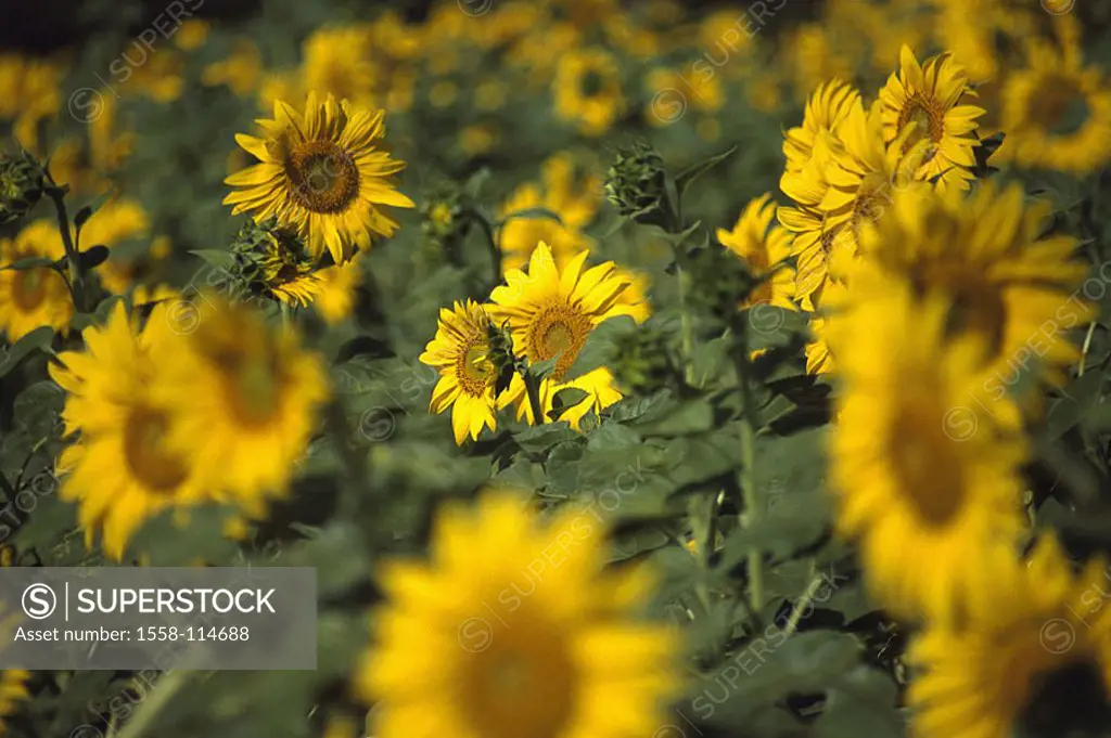 Sunflower-field, detail, field, sunflower-cultivation, cultivation, sunflowers, Helianthus, flowers, plants, useful plants, culture-plants, prime, lea...