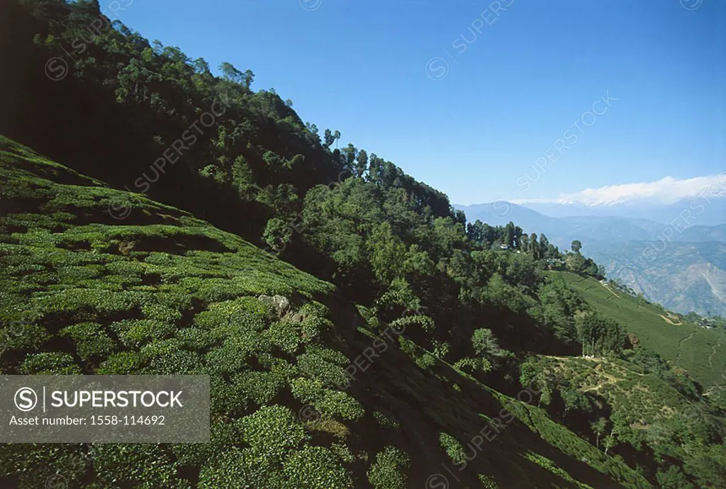 India, west Bengal, Darjeeling, tea-plantations, Asia, South-Asia, economy, agriculture, plantation, cultivation, tea, tea-cultivation, shrubs, plants...