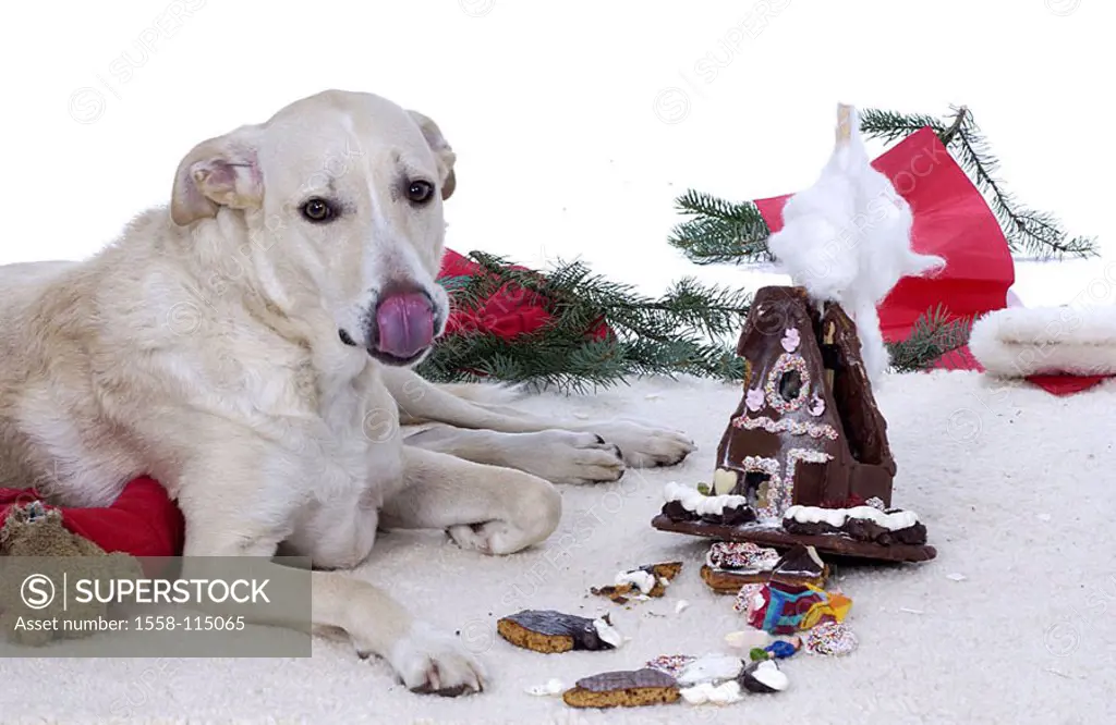 Lies dog, floor, gingerbread-house, destroys, Christmas, Christmas time, eat Advent-time, animal, pet, indoors, at home, ground, carpet, however naugh...