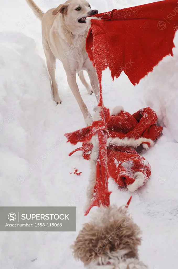 Dog, Nikolaus-coat, pulls, bites, shreds, detail, outside, snow Christmas, Christmas time, Nikolaus, Santa Claus, coat, fear, flees, runs, animal, ani...