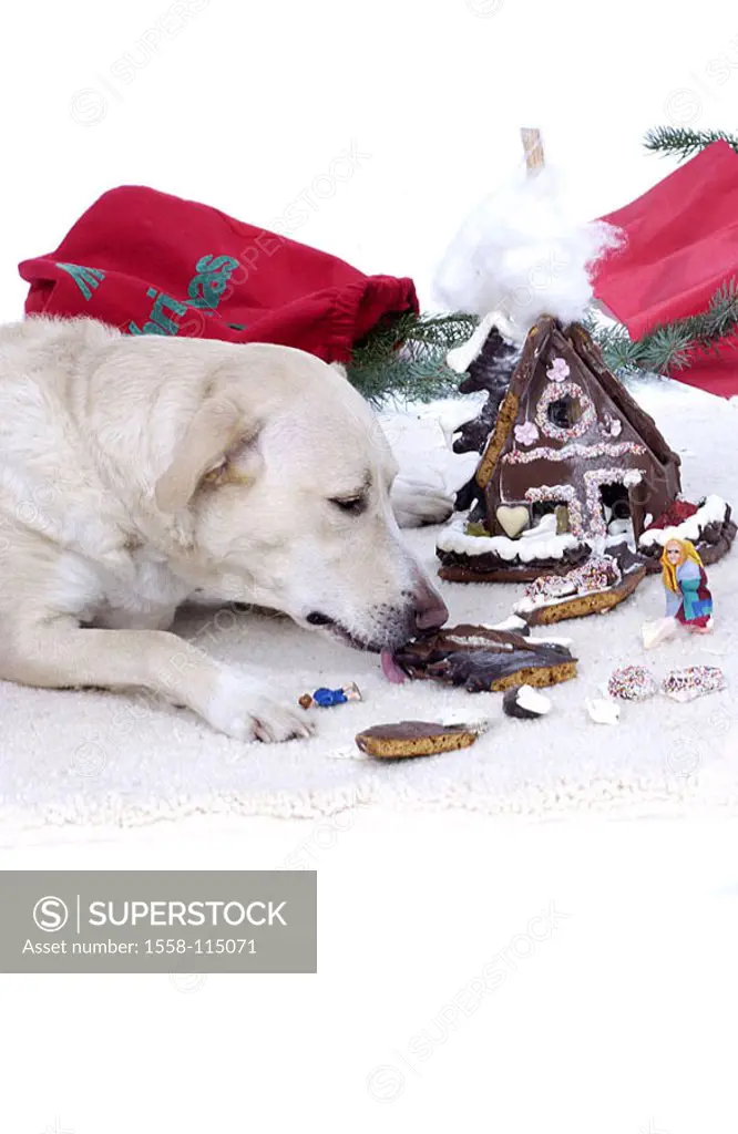 Lies dog, floor, gingerbread-house, destroys, Christmas, Christmas time, eat Advent-time, animal, pet, indoors, at home, ground, carpet, however naugh...