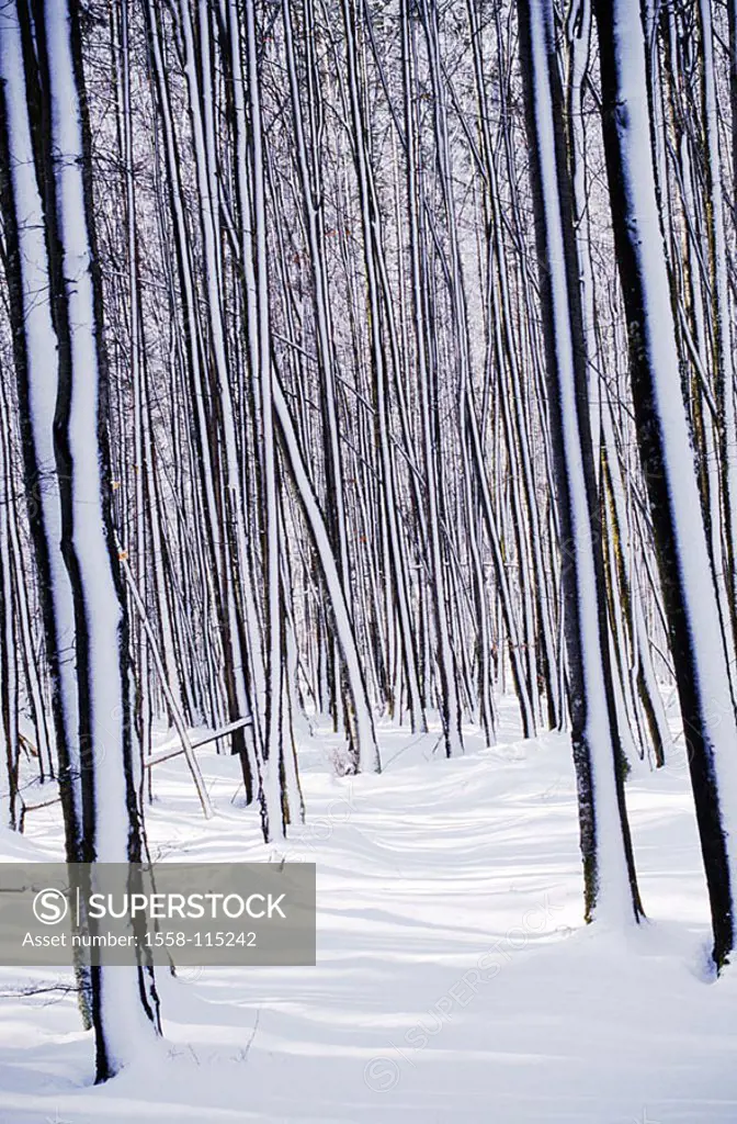 Winter-forest, tree-trunks, snow, detail, nature, forest, trees, foliage-trees, trunks, bald, many, season, winters, wintry, untouched, human-empty, s...