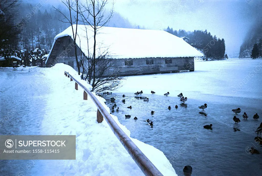 Germany, Berchtesgaden Alps, king-sea, boathouse, winters, Bavaria, shores, way, street, sea, waters, ducks, waterfowls, wood-cottage, cottage, silenc...