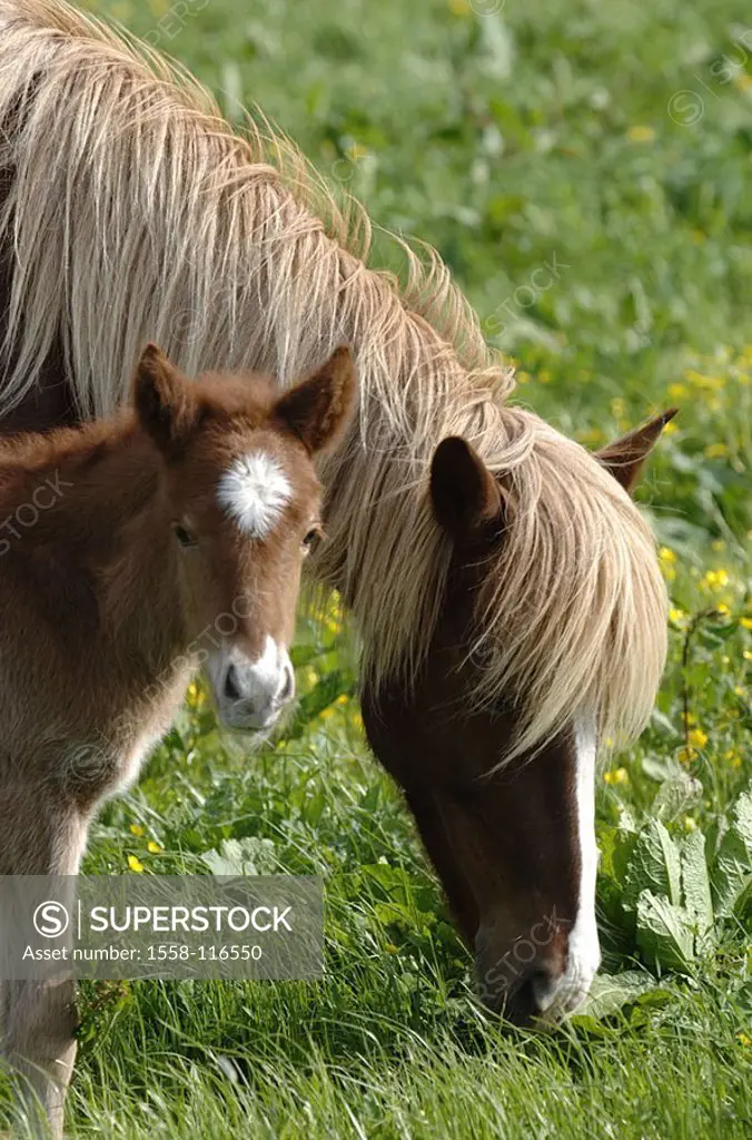 Iceland-horses, mare, graze, foals, detail, animals mammals horses ponies Iceland-ponies, dam, young, young, animal-child, meadow, pasture, animal-att...