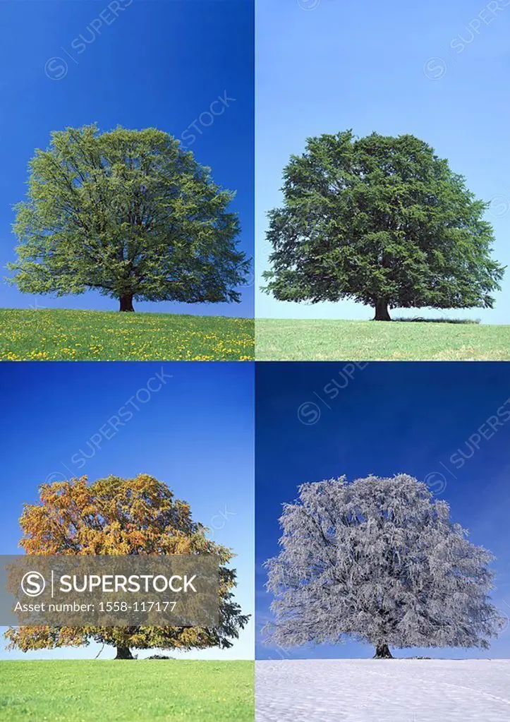 Composing, red-beech, Fagus silvatica, consequence, seasons, spring, summers, autumn, winters, meadow, foliage-tree, tree, nature, vegetation, botany,...