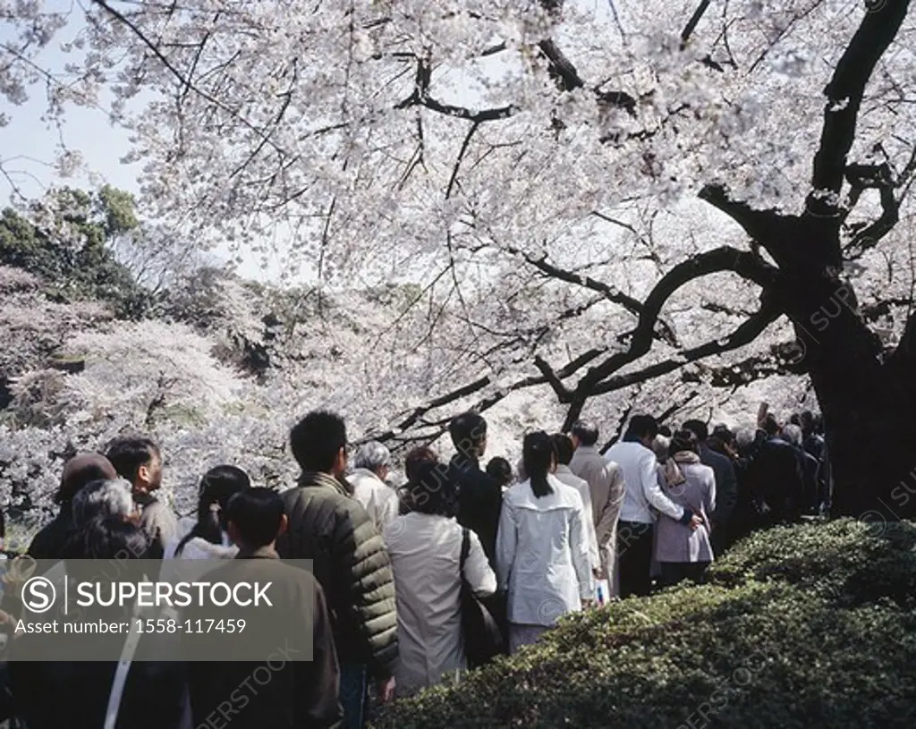 Japan, Tokyo, Chidorigafuji park, cherry tree-bloom, visitors, Asia, Eastern Asia, capital, park, people, crowd, Asians, recuperation, Naherholungsgeb...