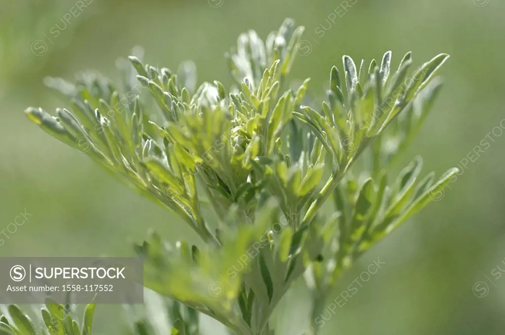 Vermouth, Artemisia absinthium, detail, nature, vegetation, botany, flora, plant, Beifußgewächs, composites, leaves, fuzziness, color-mood, color gree...