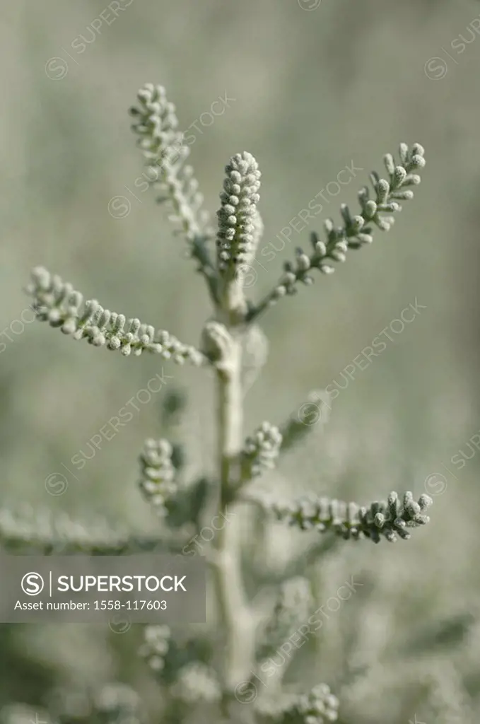 Saint-herb, Santolina chamaecyparissus, detail, fuzziness, nature, botany, vegetation, flora, plant, cypress-herb, composites, know-miserly, cypress-l...