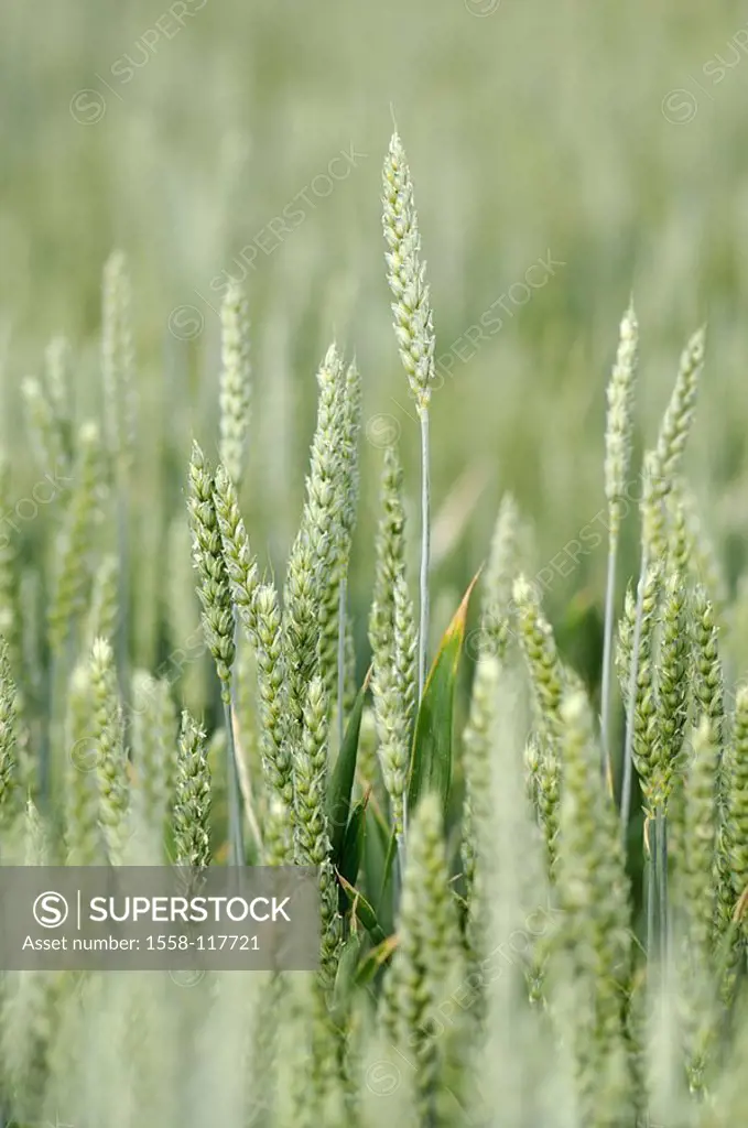 Wheat-field, Triticum aestivum, detail, heads, grain-field, plants, useful plants, culture-plants, grain-cultivation, wheat-cultivation, cultivation, ...