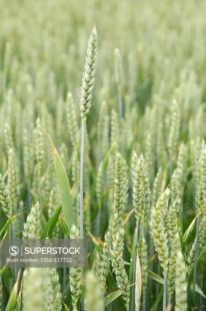 Wheat-field, Triticum aestivum, detail, heads, grain-field, plants, useful plants, culture-plants, grain-cultivation, wheat-cultivation, cultivation, ...