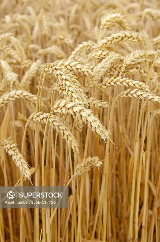 Wheat-field, Triticum aestivum, detail, heads, ripe, grain-field, plants, useful plants, culture-plants, grain-cultivation, wheat-cultivation, cultiva...