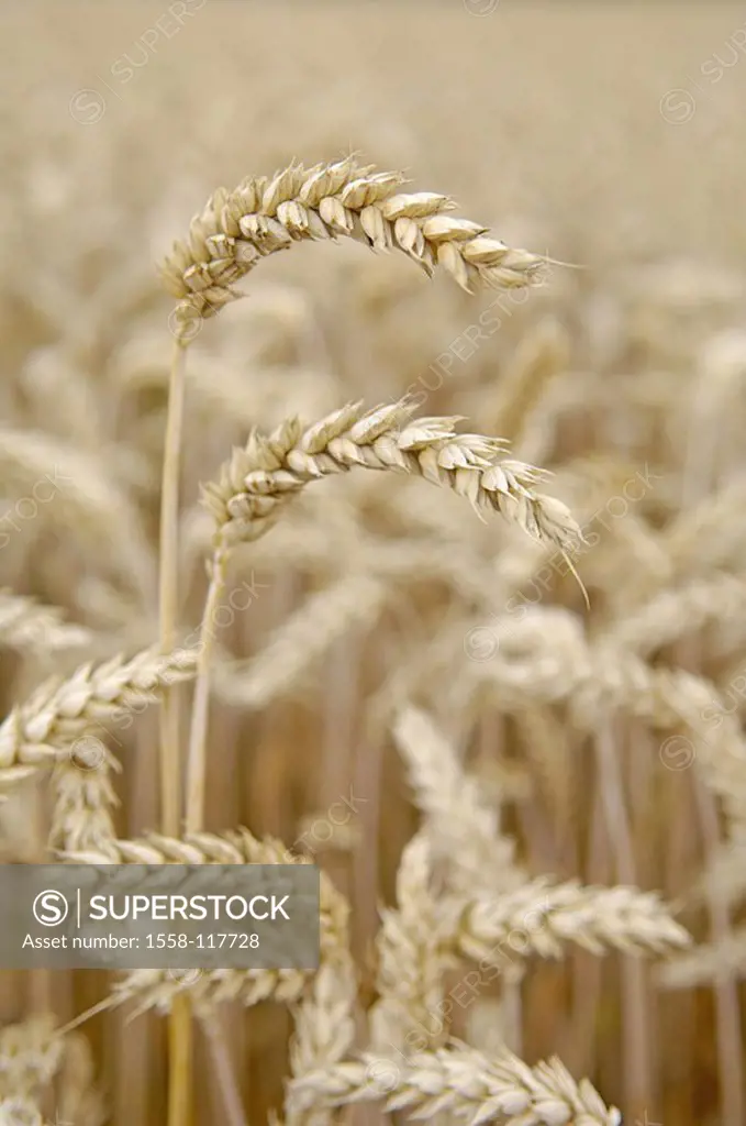 Wheat-field, Triticum aestivum, detail, heads, ripe, grain-field, plants, useful plants, culture-plants, grain-cultivation, wheat-cultivation, cultiva...