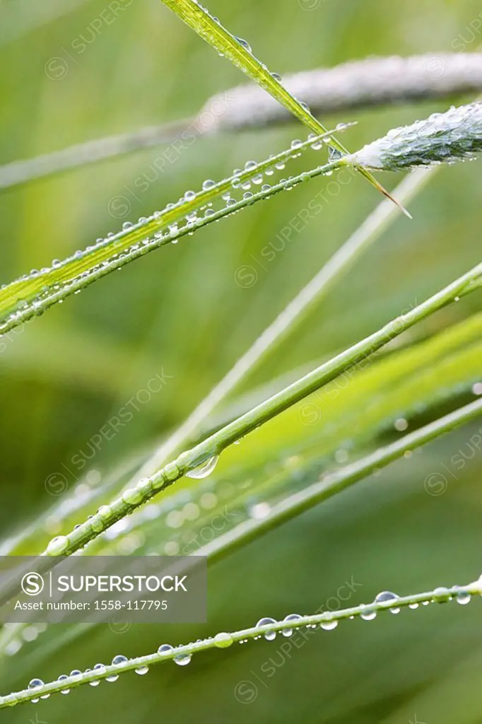 Grass, dewdrops, detail, series, nature, botany, vegetation, grass, grass-stalks, plant-leaves, leaves, wet, water, water-drops, dew, drops, concept, ...