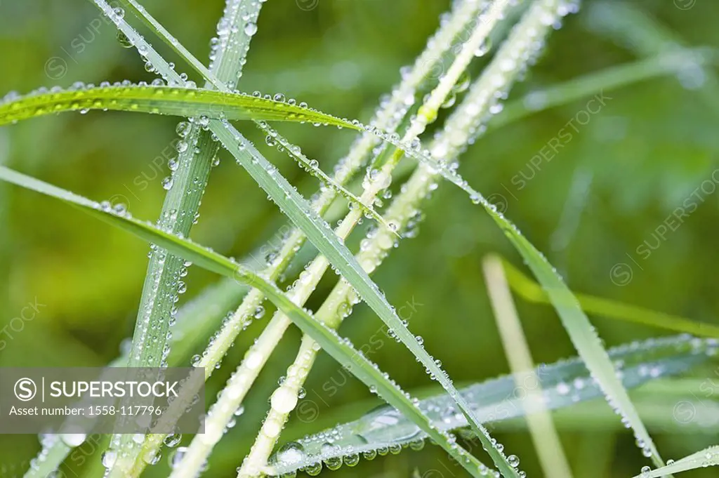 Grass, dewdrops, detail, series, nature, botany, vegetation, grass, grass-stalks, plant-leaves, leaves, wet, water, water-drops, dew, drops, concept, ...