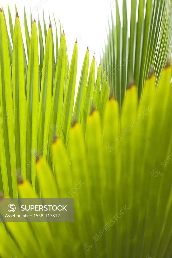 Palm-leaves, detail, back light, plants, green-plants, tropical, palms, fronds, leaves, plant-leaves, Palmblätter, fanned out, like a fan, subjects, n...
