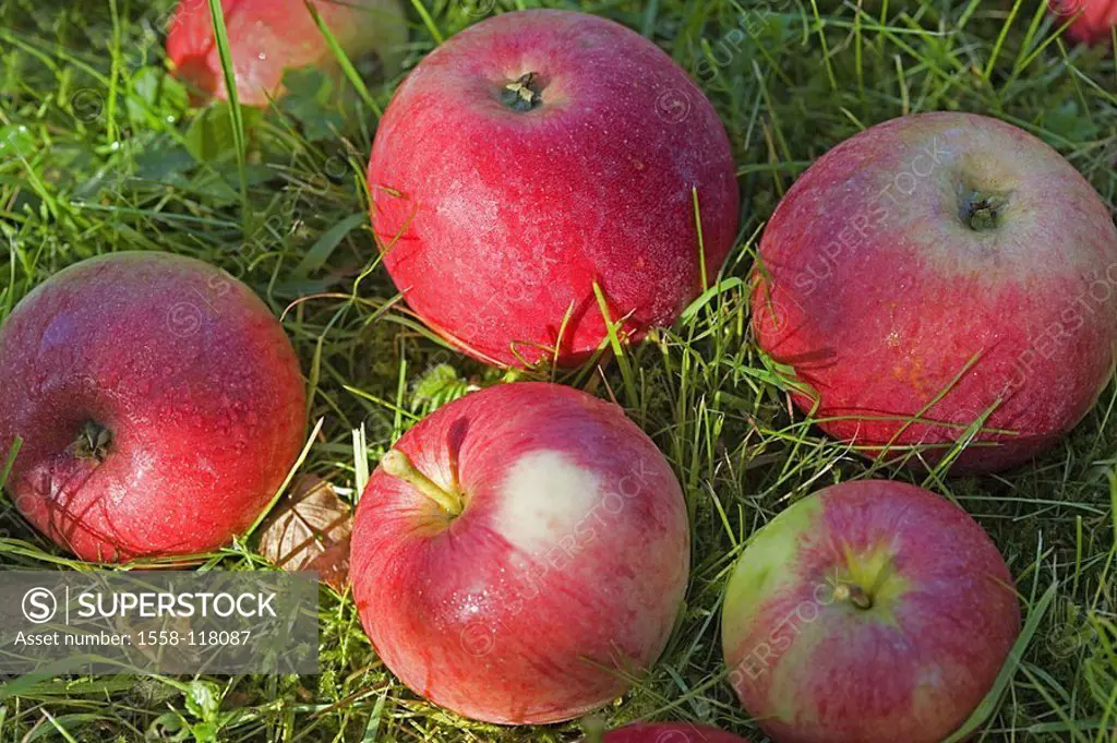 Meadow, windfall, apples, ripe, fresh, wet, fallen, autumn, agriculture, fruit-growing orchard fruit fruits kernel-fruit, apple, Malus domestica, cris...