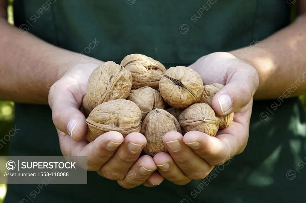 Garden, woman, garden-apron, detail, hands, walnuts, harvested, presents, autumn, agriculture, gardening, gardener, apron, with pride, fruits, shows s...