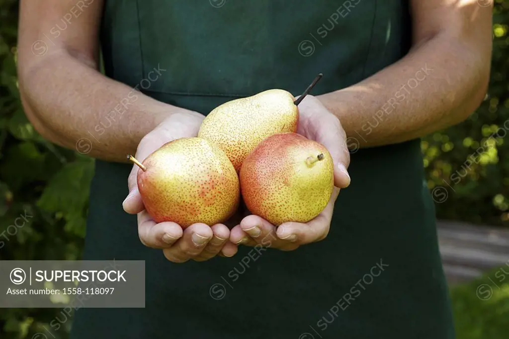 Garden, woman, garden-apron, detail, hands, pears, kind ´trout´, harvested, picked, presents, autumn, agriculture, horticulture, gardening, orchard, g...