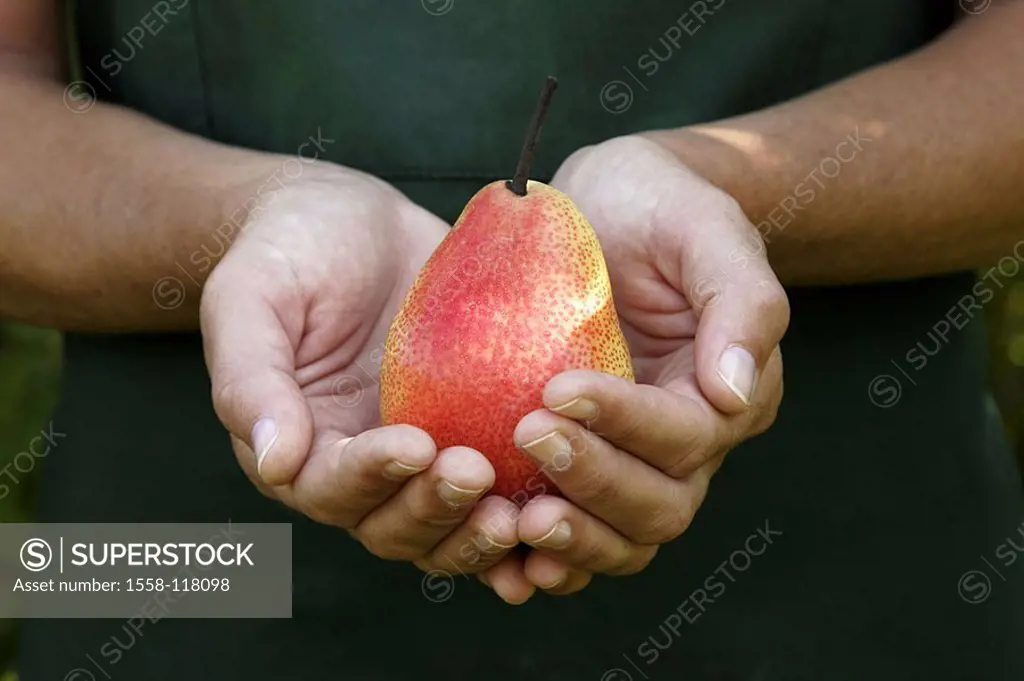 Garden, woman, garden-apron, detail, hands, pear, kind ´trout´, harvested, picked, presents, with pride, autumn, agriculture, horticulture, gardening,...