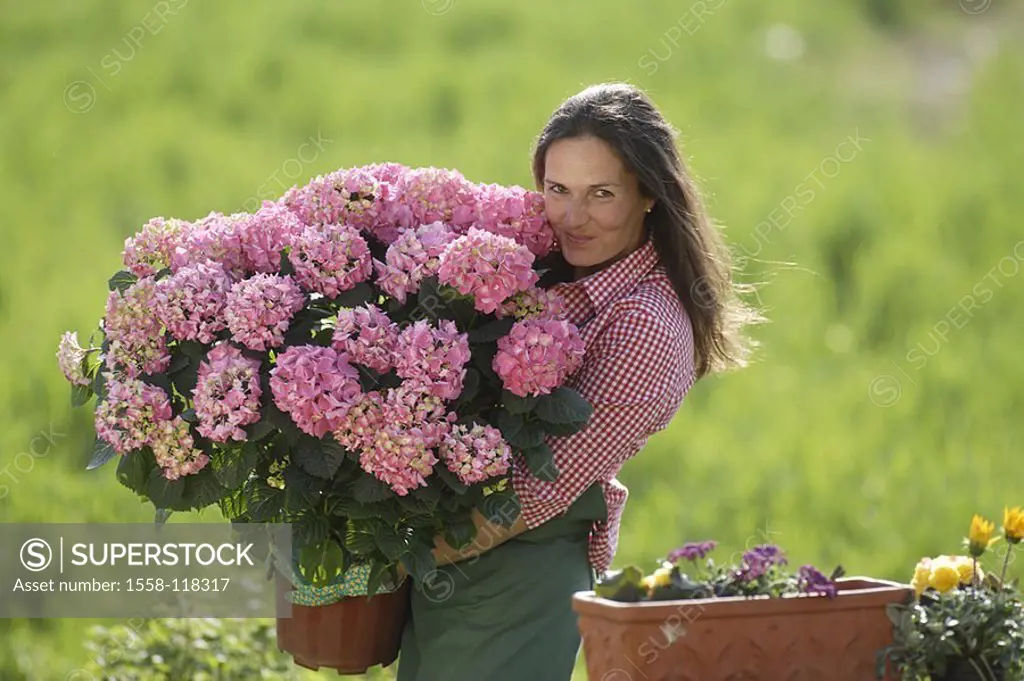 Woman, gardening, flowerpot, hydrangea, carries, smiles, gaze camera, 30-40 years, long-haired, brunette, plants, flowers, blooms, pink, bloom-splendo...