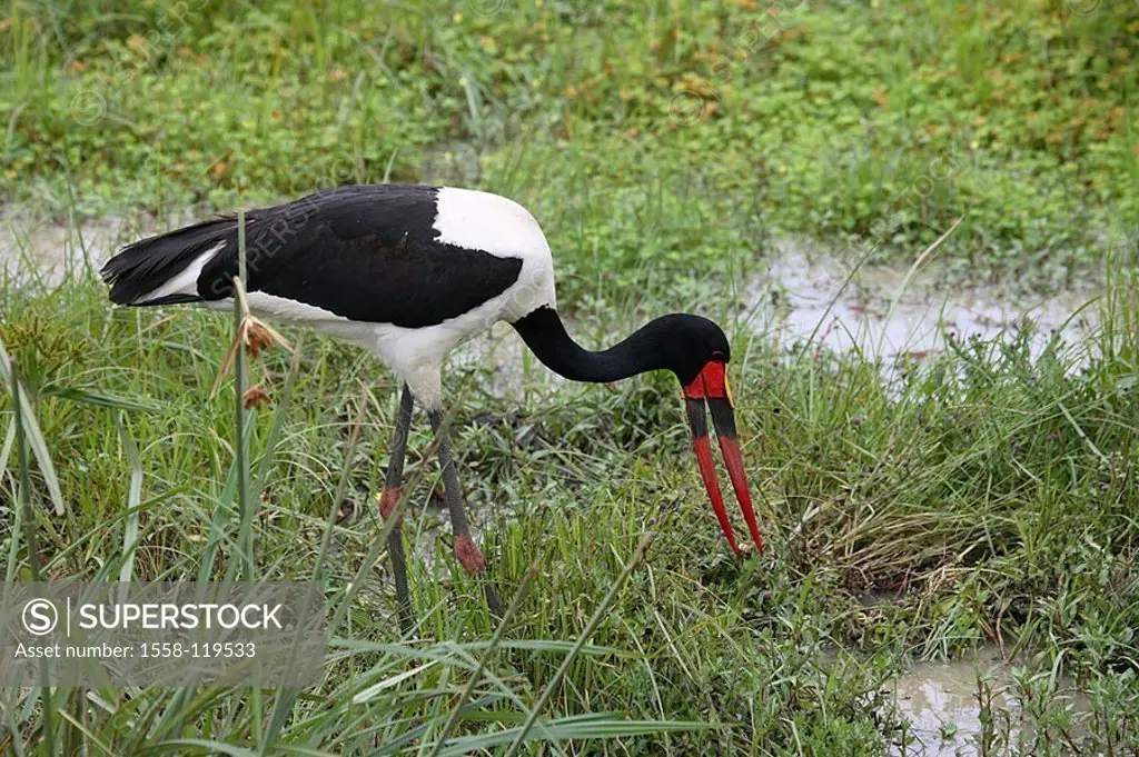 Swamp, saddle-stork, Ephippiorhynchus senegalensis, food-search, Africa, Kenya, wildlife, Wildlife, game-animal, animal, bird, wader, stork, plumages ...