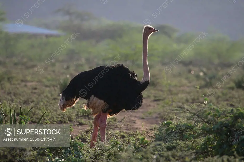 Massaistrauß, Struthio camelus massaicus, cock, at the side, Africa, Kenya, Samburu, wildlife, wilderness, Wildlife, game-animal, animal, bird, bouque...