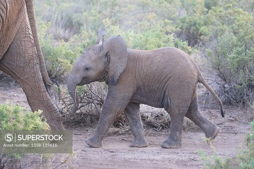 Steppe, African elephants, Loxodonta africana, elephant-cow, leg, young, detail, series, Africa, Kenya, wildlife, wilderness, Wildlife, animals, mamma...