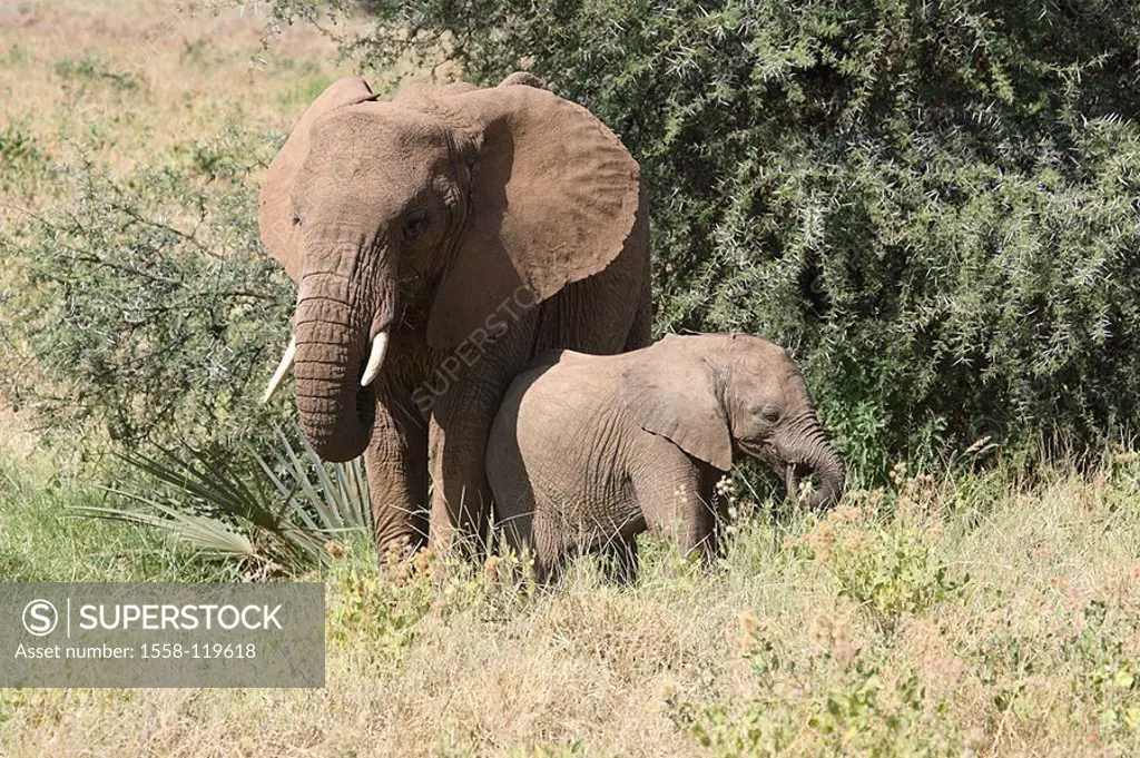 Steppe, African elephants, Loxodonta africana, elephant-cow, young, series, Africa, Kenya, wildlife, wilderness, Wildlife, animals, mammals, game-anim...