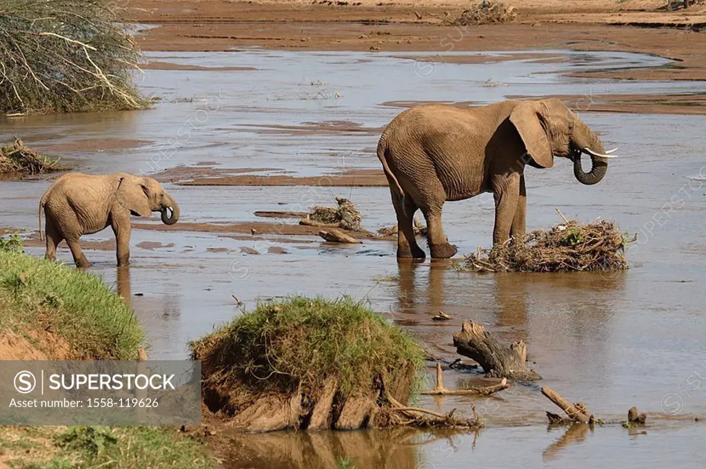 River, African elephants, Loxodonta africana, elephant-cow, young, water, stands, drinks, series, Africa, Kenya, Samburu, wildlife, wilderness, Wildli...