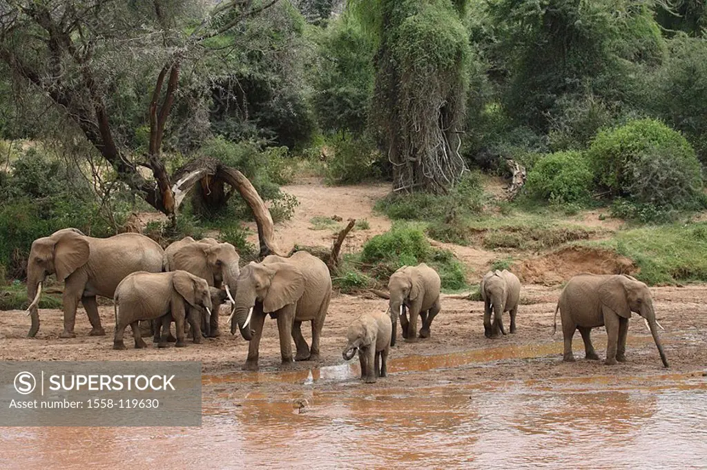 African elephants, Loxodonta africana, elephant-cow, river, series, drink Africa, Kenya Samburu wildlife wilderness Wildlife, animals, mammals, game-a...