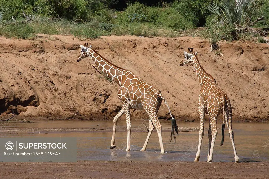 Net-giraffes, Giraffa camelopardalis reticulata, river, crosses, series, Africa, Kenya, Samburu, wildlife, wilderness, Wildlife, game-animals, animals...