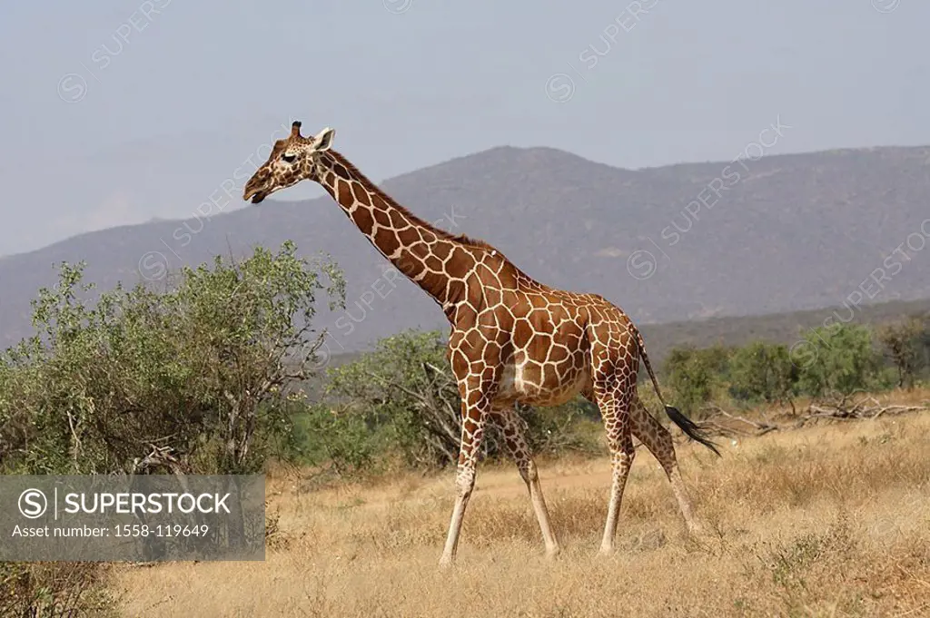 Steppe, net-giraffe, Giraffa camelopardalis reticulata, movement, at the side, series, Africa, Kenya, Samburu, wildlife, wilderness, Wildlife, game-an...