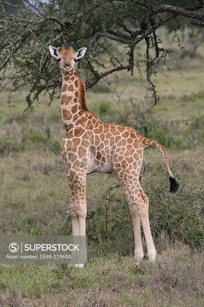 Rothschildgiraffe, Giraffa camelopardalis rothschildi, young, series, Africa, Kenya, wildlife, wilderness, Wildlife, game-animal, animal, mammal, Paar...