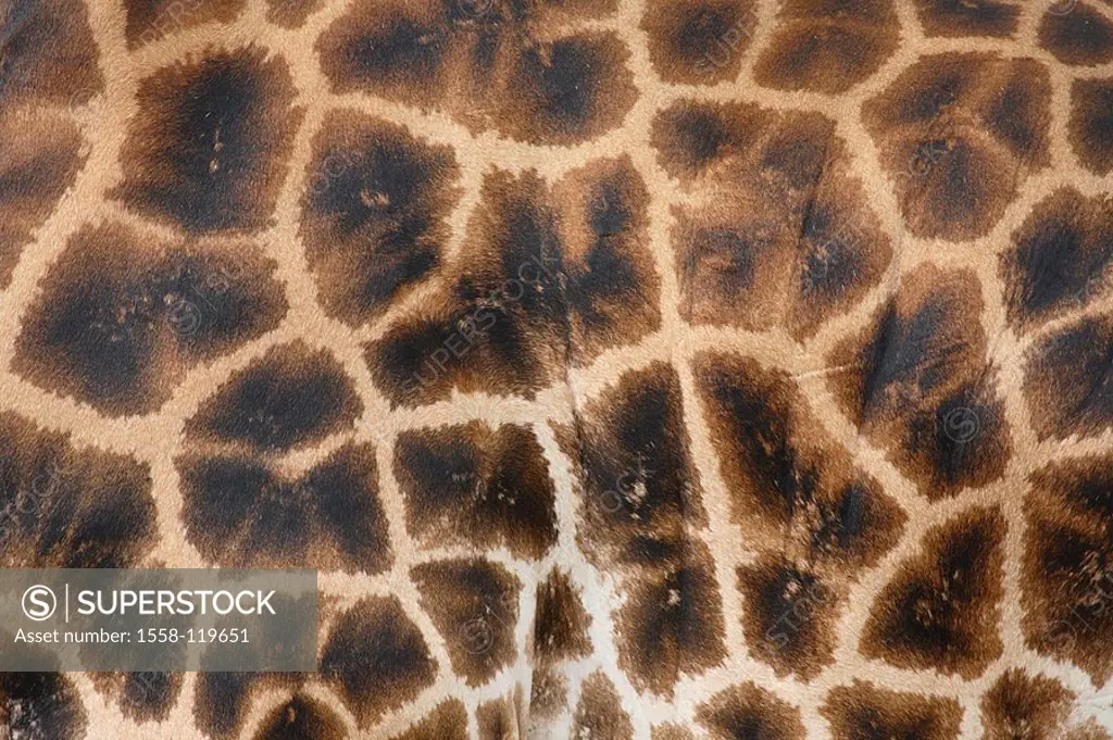 Rothschildgiraffe, Giraffa camelopardalis rothschildi, fur, close-up, series, Africa, Kenya, wildlife, wilderness, Wildlife, game-animal, animal, mamm...