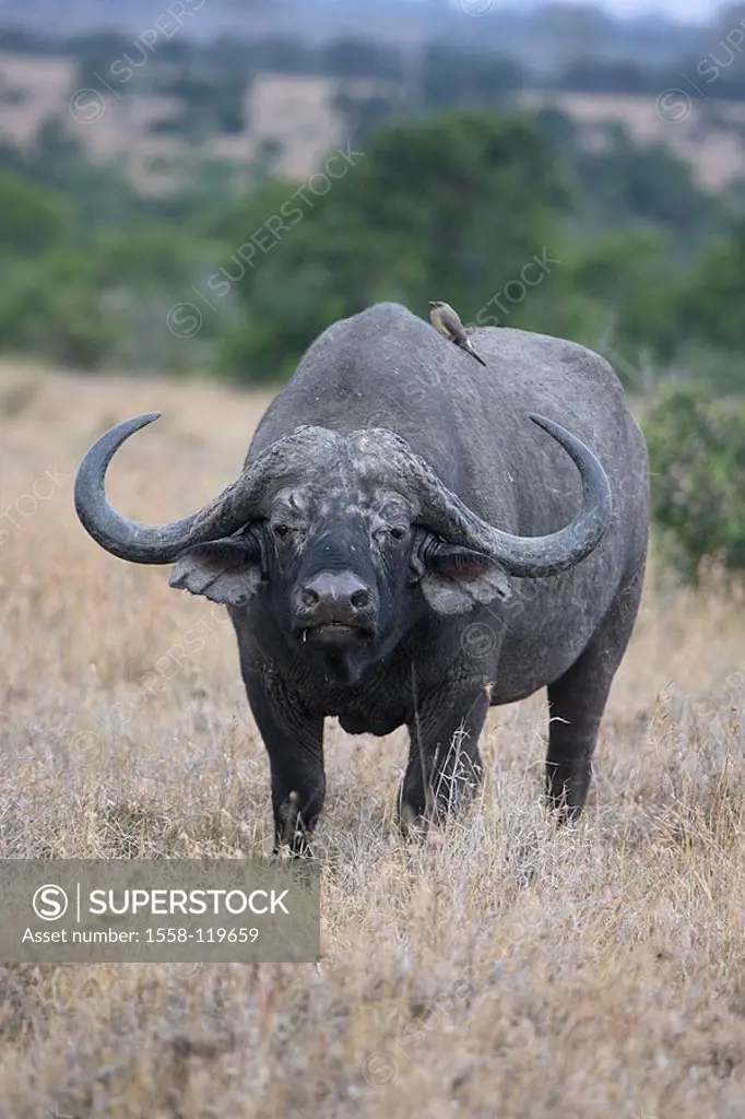 Steppe, Kaffernbüffel, Syncerus caffer, vigilance, series, Africa, Kenya, wildlife, wilderness, Wildlife, game-animal, animal, mammal, horn-bearers, P...