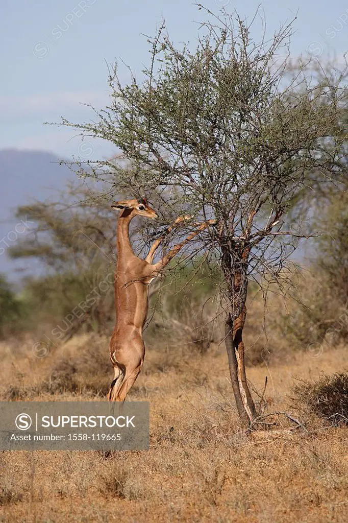 Steppe, Gerenuk, Litocranius walleri, tree, series, eats Africa, Kenya Samburu wildlife wilderness Wildlife, game-animal, animal, mammal, Paarhufer, a...